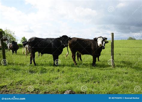 Cows And Bulls On A Green Field Stock Image Image Of Switzerland