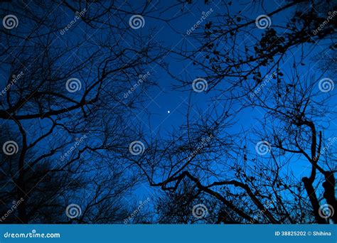 Night Moon Through The Branches Of Trees Stock Photo Image Of Road