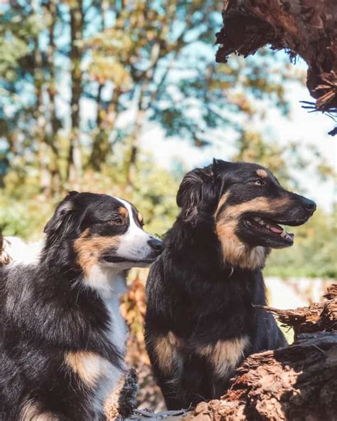 Working dogs with hearts of gold! Australian Shepherd Golden Retriever Mix | Reviewed by ...