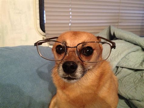 Free Stock Photo Of Chihuahua Dog Dog With Glasses