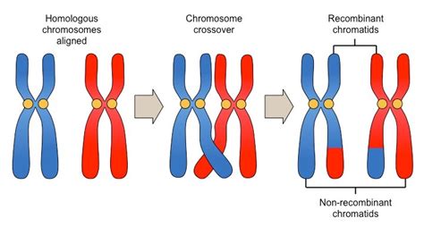 Pola Pewarisan Sifat Kromosom Pindah Silang