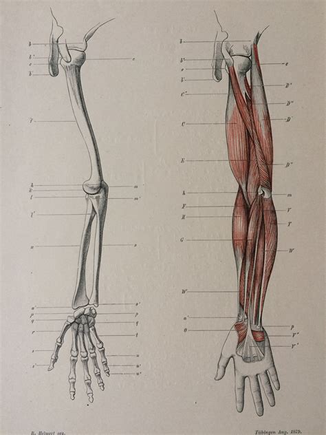 1890 Original Antique Anatomical Print Arm Muscles Bone Skeleton