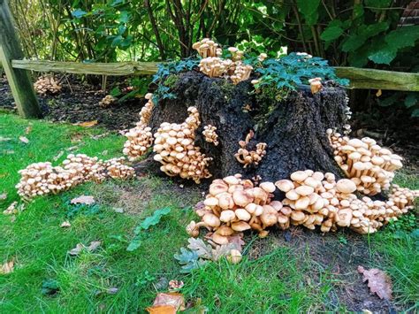 Edible Mushrooms That Grow On Tree Stumps Giuseppina Hensley