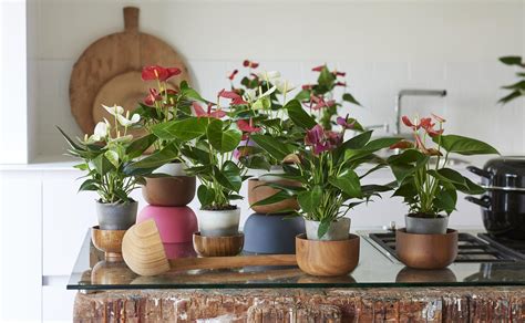A variety of plants are available including flowering plants and potted plants for fast delivery. Where to buy anthurium cut flowers and pot plants