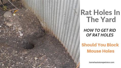 8 Pics Rat Burrows In Garden And View Alqu Blog