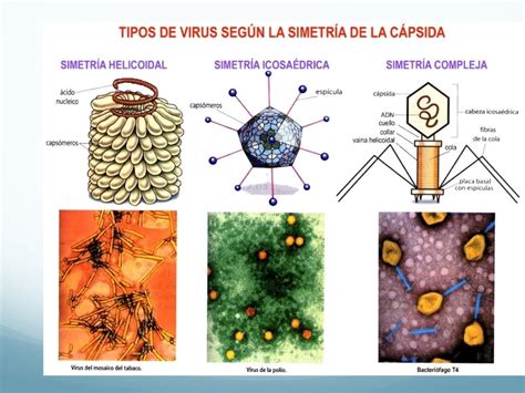 Virus Viroides Y Priones Final