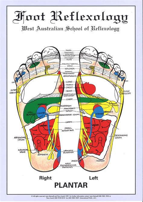 Foot Reflexology Chart A Guide To Discover How Your Feet Connect To