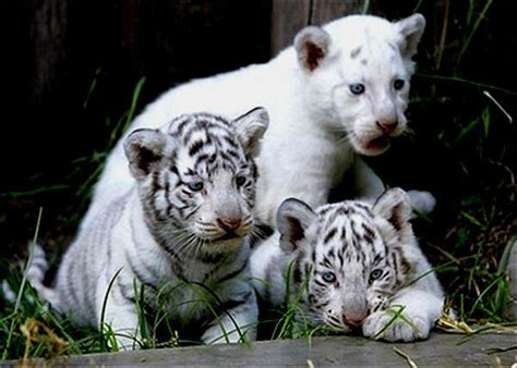 White Tiger Cubs White Tiger Cubs Photo 34587222 Fanpop