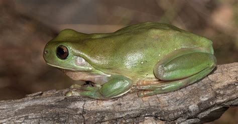 Green Tree Frog Animal Facts Az Animals Promo Integra