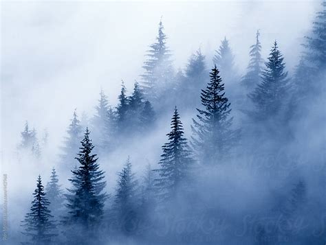 Fog Foggy Stevens Canyon Mount Mt Rainier Washington Cascades