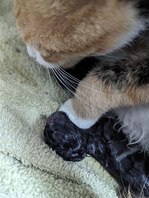 Rescued A Pregnant Mommy And Today Was The Day Newborn Pics Rcats