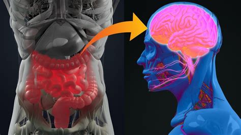 Gut Microbiota Plays A Job In Brain Operation And Mood Regulation