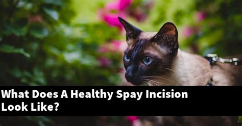 What Does A Healthy Spay Incision Look Like Explained