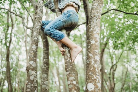 7 Best Tree Climbing Spots In Brisbane And Sunshine Coast — Wildlings