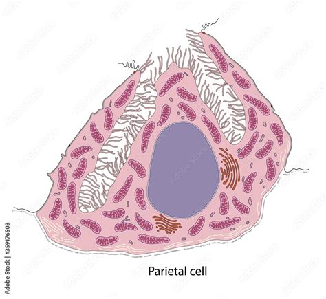 Diagram Of Parietal Cell From Bat Gastric Mucosa Stock Illustration