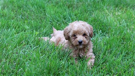 We are committed to promoting the integrity of the labradoodle by providing families and owners with. Mini Labradoodle Puppies for Sale - YouTube