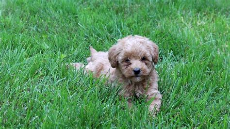 New and used items, cars, real estate, jobs, services, vacation rentals and more virtually anywhere in ontario. Mini Labradoodle Puppies for Sale - YouTube