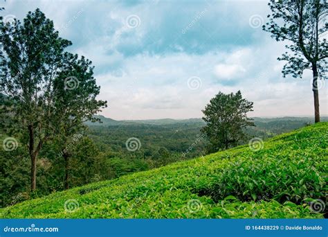 Landscape Of Lush Organic Green Tea Plantation On Hills During Monsoon