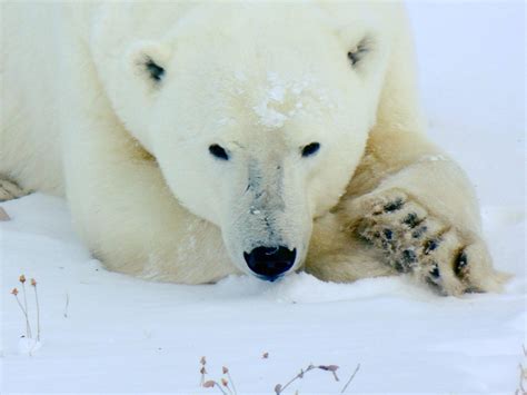 Photo Contest Winner 2018 Vp Adventure Polar Bears Cruise And Tour