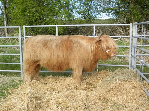 Highland Cattle Free Stock Photo Public Domain Pictures
