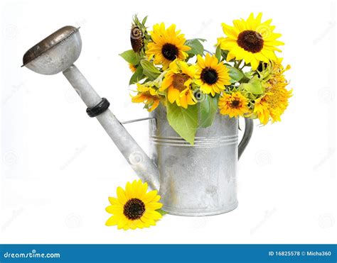 Sunflowers In Watering Can Royalty Free Stock Photos Image 16825578