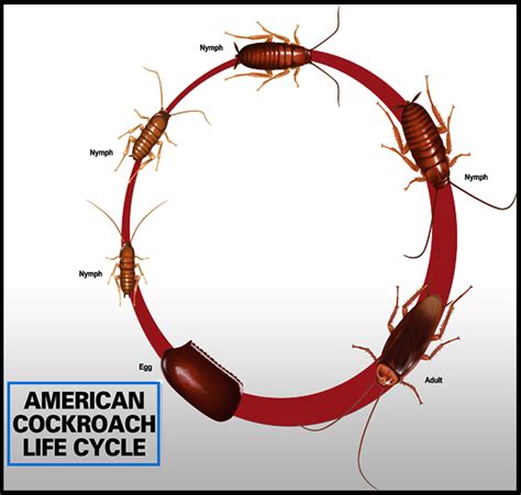 Biology Cockroach Reproduction