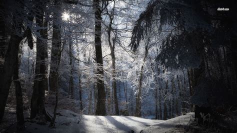 Snowy Forest At Night Wallpapers Top Free Snowy Forest At Night