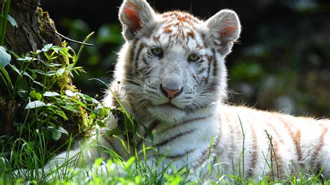 Animal White Tiger 4k Hd Tiger Animals Wallpapers Hd Wallpapers Id