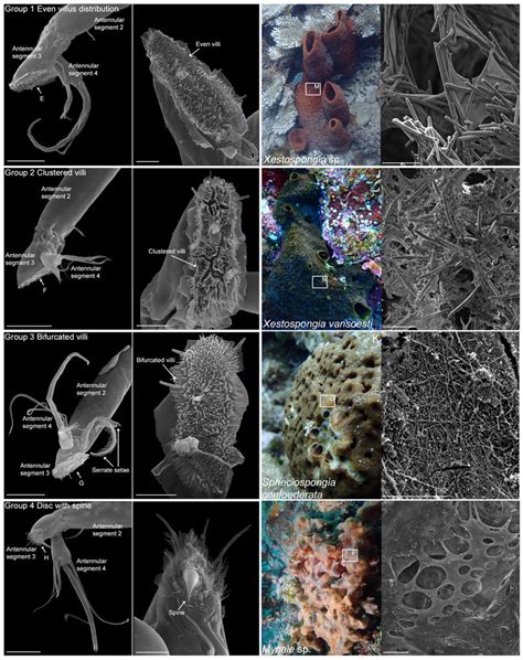 Antennular Morphologies Of Four Groups Of Sponge Barnacles And Their Download Scientific