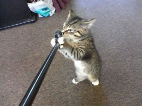 Pics Of Kittens With Guns