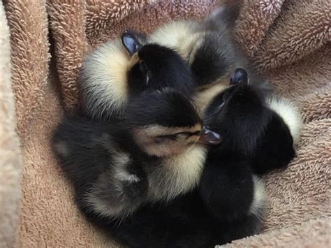 Cuddle Puddle Of Six Sleeping Baby Call Ducks Aww Cuddling Pet