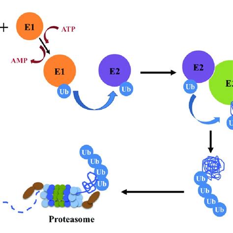 A Schematic Representation Of The Ubiquitin Proteasome System