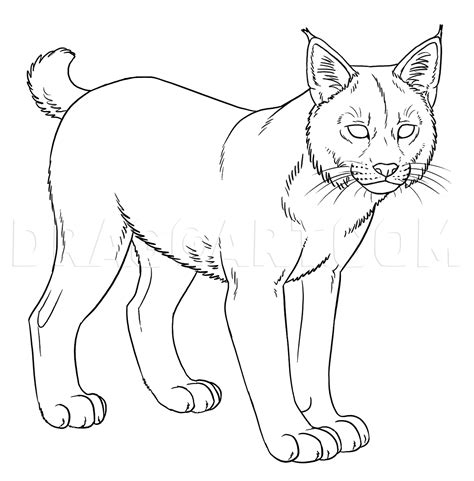 How To Draw Bobcats Bobcat Coloring Page Trace Drawing