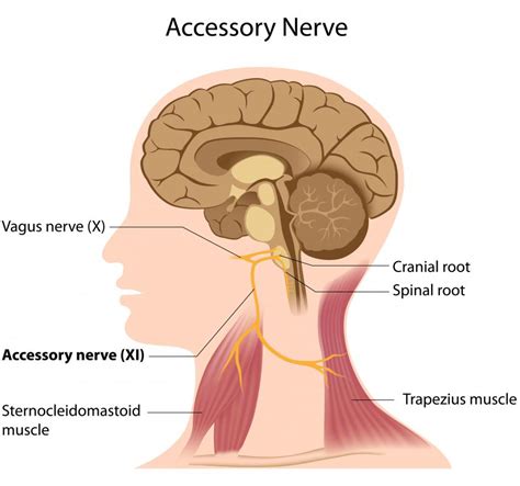 Anatomy Of Vagus Nerve Anatomy Diagram Source