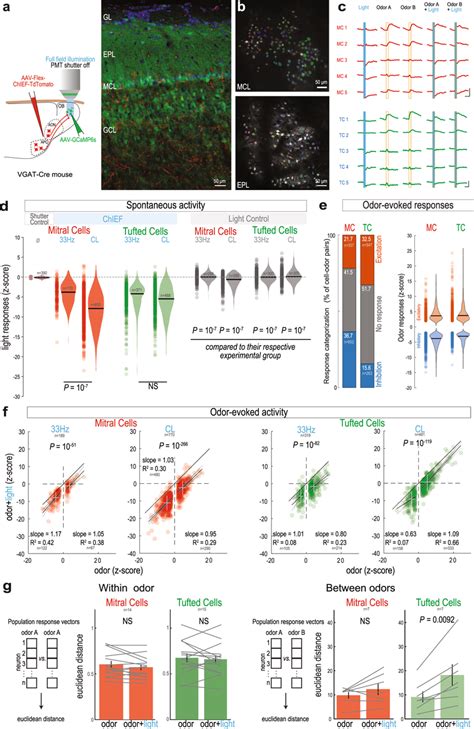 gabaergic feedback axon stimulation inhibits tc and mc activity in download scientific diagram