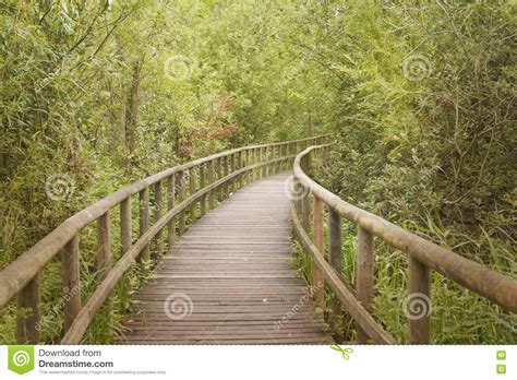 Wooden Footbridge Through A Bamboo Forest Stock Image Image Of Walk