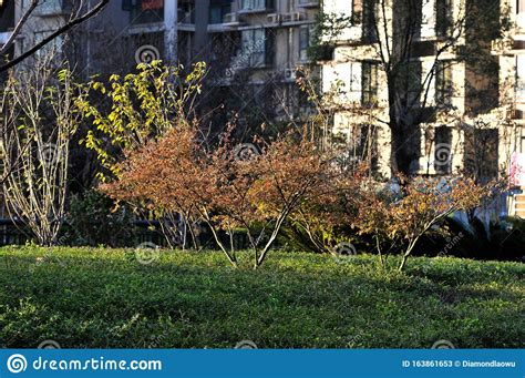 Trees In Autumn Courtyard Stock Image Image Of Park 163861653