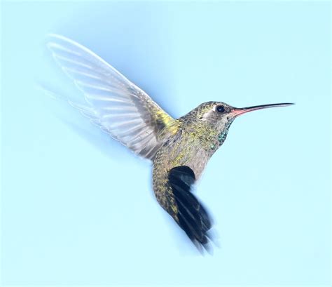 Teal And Brown Hummingbird Flying · Free Stock Photo
