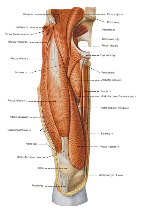 Muscle spasms and/or cramping in the hip or thigh that are painful and affect movement. Muscle Jambe | Search Results | Calendar 2015