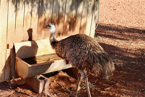 Uluru Kata Tjuta National Park Day Tour Emu Run Experience