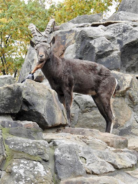 Siberian Ibex Similar But Different In The Animal Kingdom