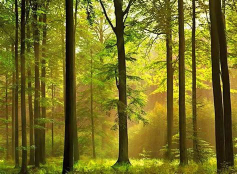 Golden Mist Forest Sunshine Trees Mist Hd Wallpaper Peakpx