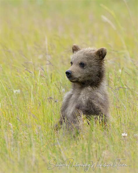 Grizzly Bear Cub From Lake Clark Bear Viewing Shetzers Photography