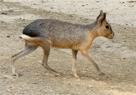 Oct 27, 2019 · on the other side of the scale, suriname holds the title as the smallest country in south america, and it is also one of the least densely populated countries in the world. The Weirdest Animals in South America - RealWords