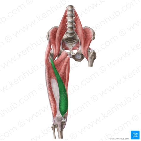 Quadriceps Femoris Muscle Anatomy Innervation Function Kenhub Images
