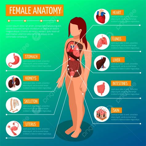 Gambar Tata Letak Infografis Anatomi Wanita Dengan Lokasi Dan Definisi Organ Dalam Dalam Poster