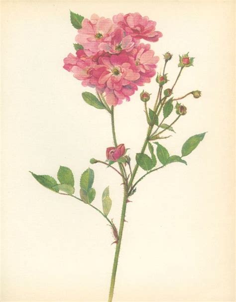 Orléans Rose Vintage Rose Print Polyantha Pompon Botanical Etsy