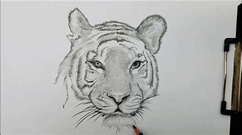 How To Draw Tiger Head Step By Step Youtube