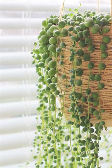30 Best Indoor Plants Good Inside Plants For Small Space Gardening
