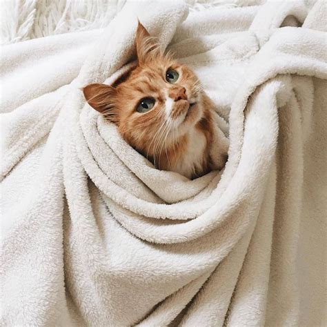 Cute Orange Kitty Cat Wrapped Up In A Blanket Cute Creatures